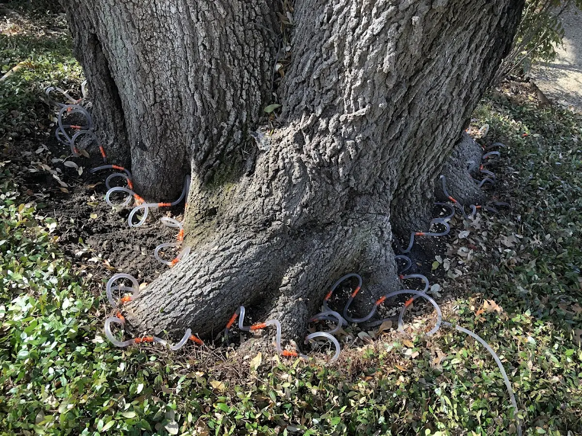 Detailed Tree Cabling and Bracing job site in Connerville