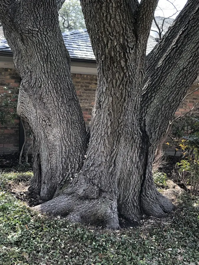 Mature heritage tree close to a Connerville property cared for by certified arborists